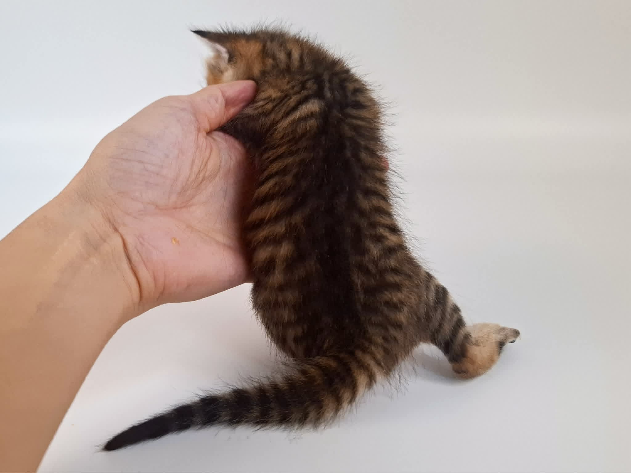 Kitten 3